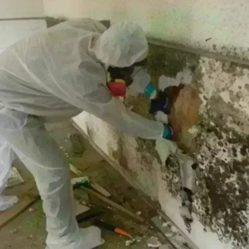 Mold Remediation and Removal in Romulus, MI